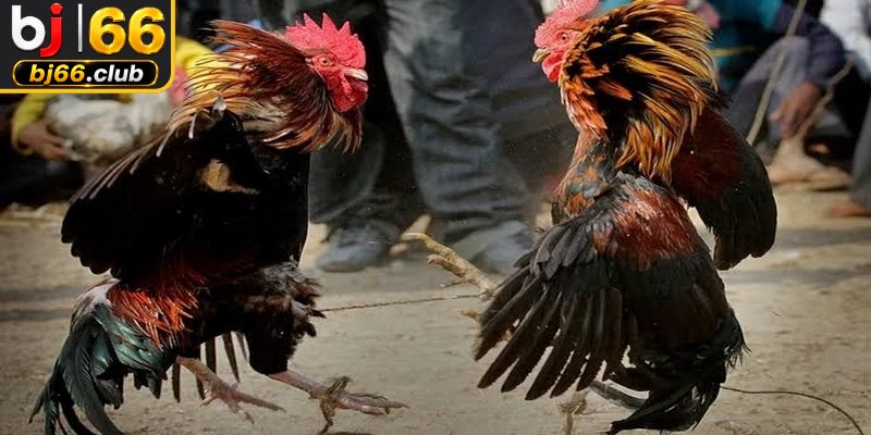 Trải nghiệm đá gà bình luận viên hấp dẫn từng khoảnh khắc